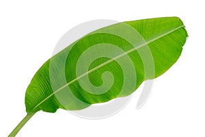 Banana leaf isolated on white background,