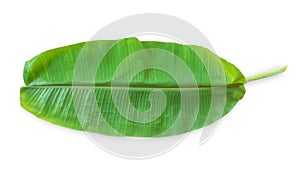 Banana leaf isolated on white background (clipping path) in for tropical natural tree leaves template flat lay top view
