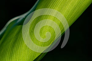 A banana leaf lit up by sunshine