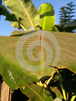 Banana leaf on living tree, big leaf background blur