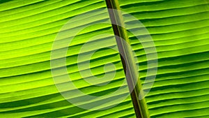 Banana leaf macro background