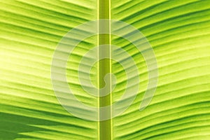 Banana leaf macro