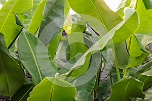 Banana leaf midrib, green and fresh photo