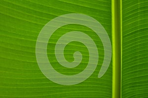 Banana leaf