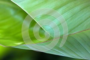 The banana leaf is naturing pattern design