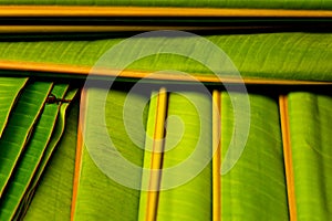 Banana leaf patterm