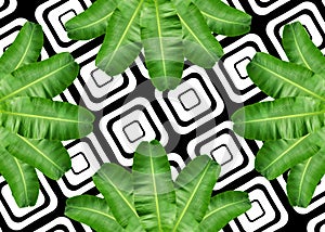 Banana leaf pattern background