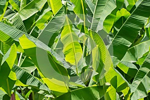 Banana leaf pattern green