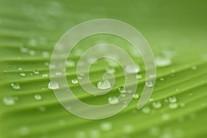 Banana leaf pattern after rain with water drops