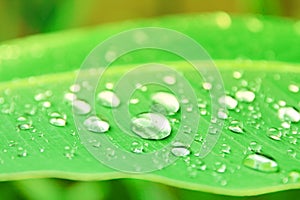 Banana leaf pattern with texture water drop in the morning beautiful for background with copy space add text. select focus shallo photo