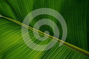 Banana leaf patttern Ã Â¸Â£Ã Â¸Â· Ã Â¹â¬Ã Â¸Å¸Ã Â¸Å¾Ã Â¸ÂÃ Â¸Â³Ã Â¸Â·