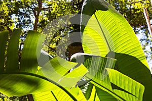 Banana leaf photographed with nnatural light