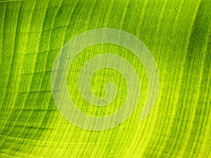 Banana leaf after the rain.banana leaf with water drops