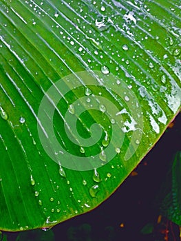 Banana leaf with rain drops