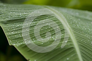 Banana leaf with rain drops.