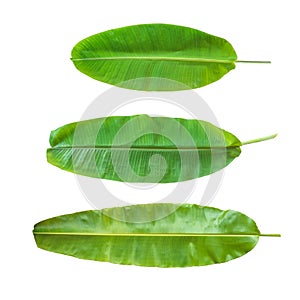 Banana leaf set isolated on white background (clipping path) in for tropical natural plant tree leaves template