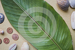 Banana leaf, shells and coins on the table. Flat photo background on beige craft paper.