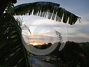 Banana leaf silhouette, sunset light at dusk.