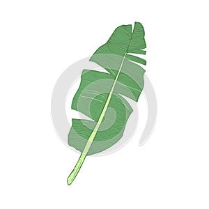 Banana leaf single green isolated vector illustration.