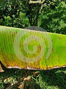 Banana leaf speckle is a leaf spot disease