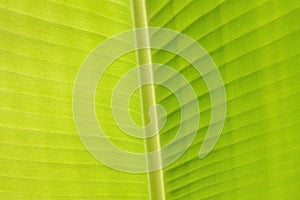 Banana leaf structure and texture closeup