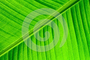 Banana leaf surface as fresh green natural background: backlit close up details of fresh banana leaf structure macro close up