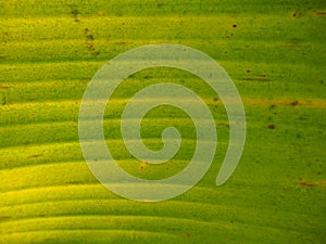 Banana leaf texture