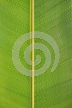 banana leaf texture