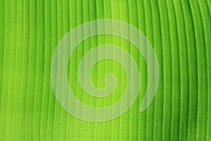 Banana leaf texture.