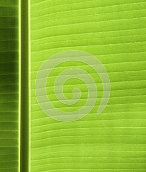 Banana leaf texture