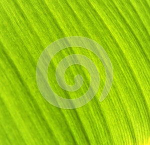 Banana leaf texture