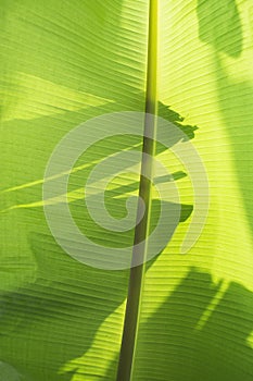 Banana leaf texture