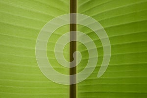 Banana leaf texture