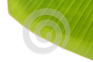 Banana leaf texture