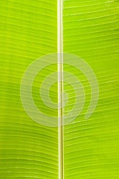 Banana Leaf Texture