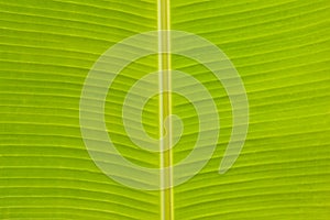 Banana Leaf Texture