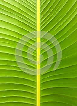 Banana leaf texture