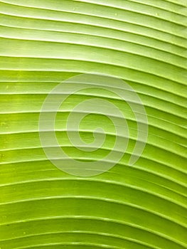 Banana leaf texture