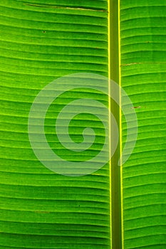 Banana leaf texture