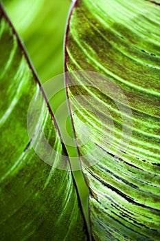 Banana Leaf Texture