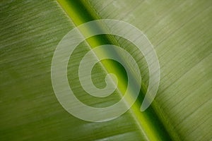Banana leaf texture