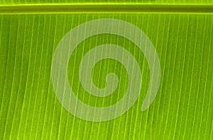 Banana leaf texture