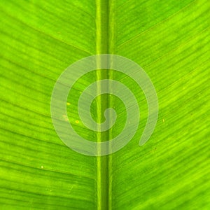 Banana leaf texture