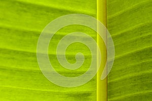 Banana leaf texture