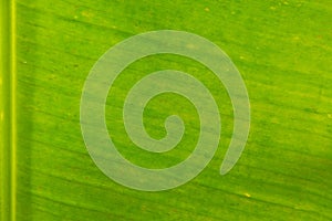 Banana leaf texture background