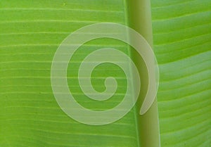 Banana leaf