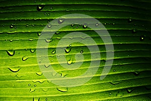 Banana leaf texture background. Green leaf with water droplets in leaf.