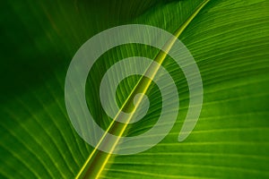 Banana leaf texture background. Green leaf with water droplets in leaf.