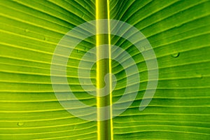 Banana leaf texture background. Green leaf with water droplets in leaf.