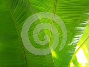 Banana leaf texture background in the green style